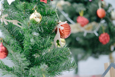 Close-up of christmas tree