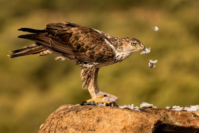 Close-up of a bird