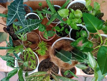 High angle view of potted plants