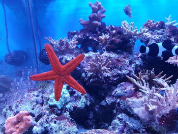 Close-up of coral in blue sea