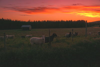 Scenic view of field against sky during sunset