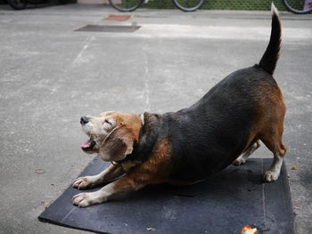 Full length of a dog on the road