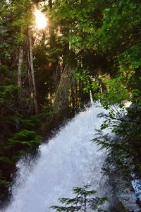 Scenic view of waterfall in forest