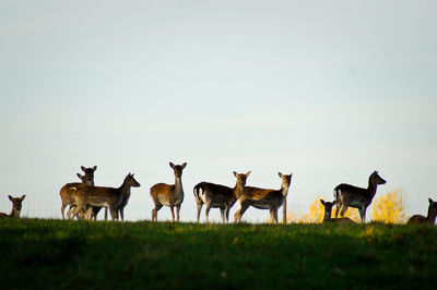 Flock of sheep on field against clear sky