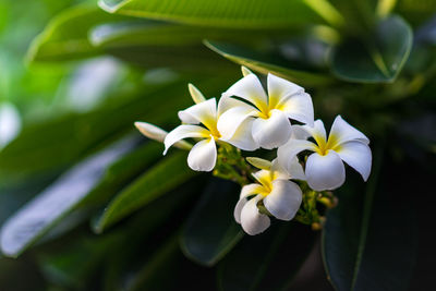 Close-up of white flowers