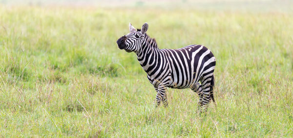 Side view of zebra standing on grass