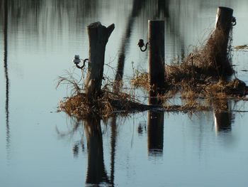 Reflection of trees in lake