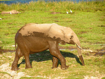 Elephant standing in a field