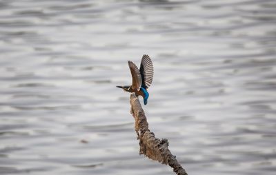 Bird flying over a lake