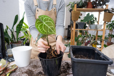 Midsection of woman holding potted plant