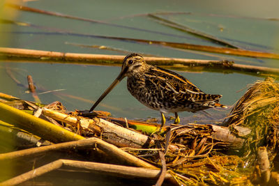 Close-up of bird perching on lake