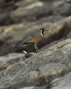 Close-up of bird perching on rock