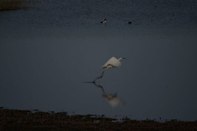 Birds flying over the lake