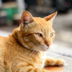 Close-up of a cat looking away