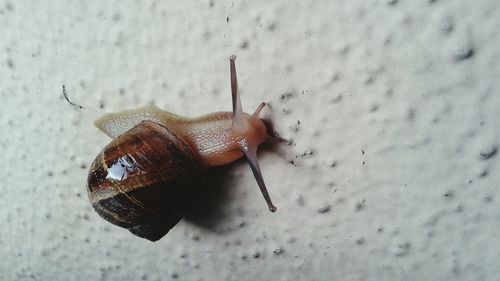 Close-up of snail on white surface