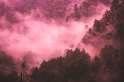 Low angle view of trees against sky