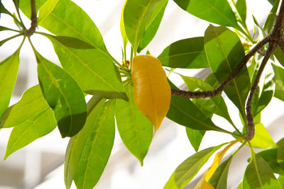 Close-up of insect on leaves