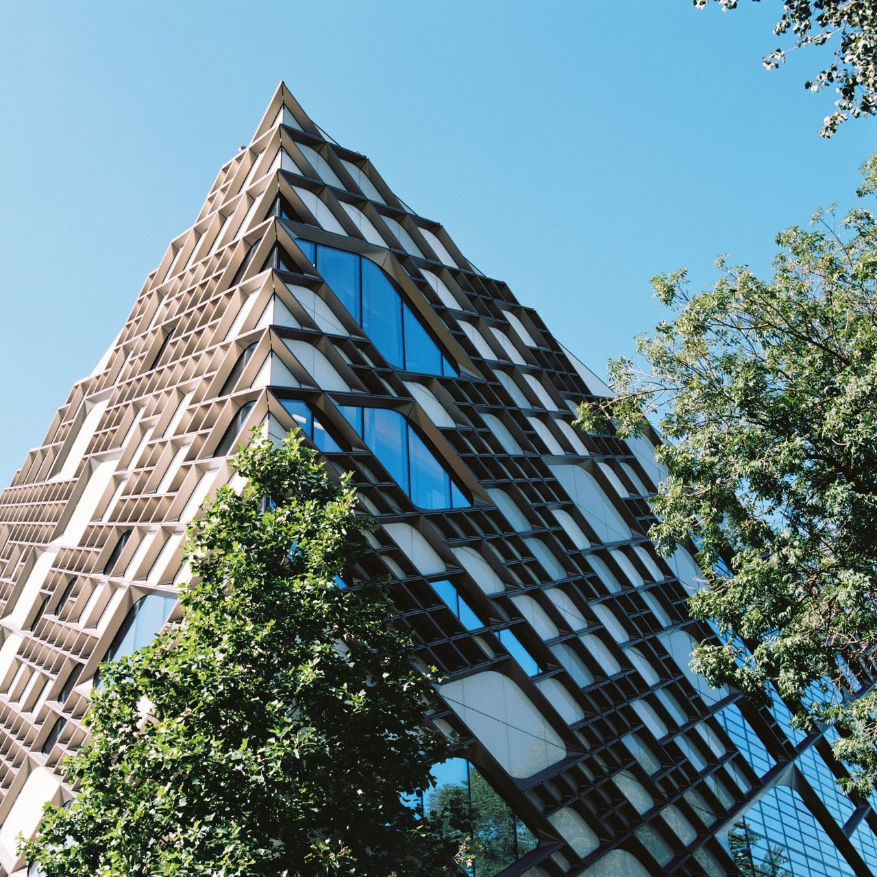 tree, sky, architecture, built structure, low angle view, building exterior, plant, building, nature, city, day, office building exterior, no people, office, clear sky, growth, modern, outdoors, glass - material, skyscraper