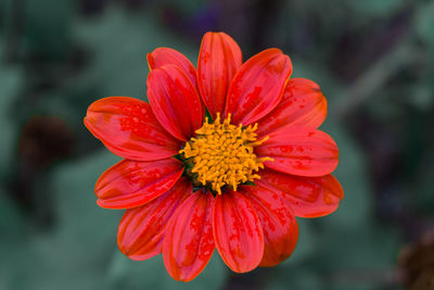 Close-up of red flower