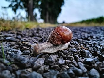 Close-up of snail on rock