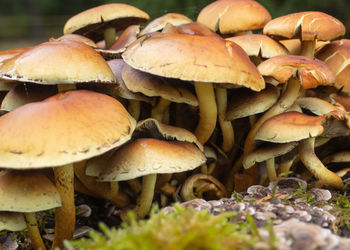 Close-up of mushrooms growing on field