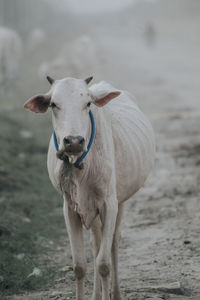 Portrait of a horse on field