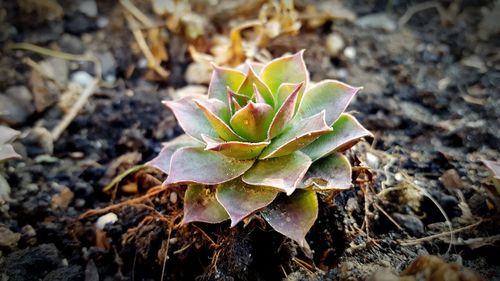 Close-up of plant