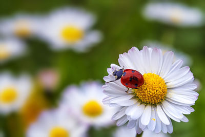 Close-up of ladybug on flower