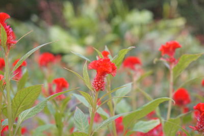 Close-up of red flowering plant