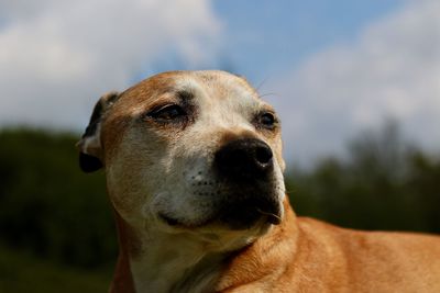 Close-up portrait of dog against sky