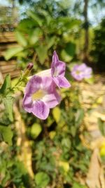 Close-up of purple flowers blooming outdoors