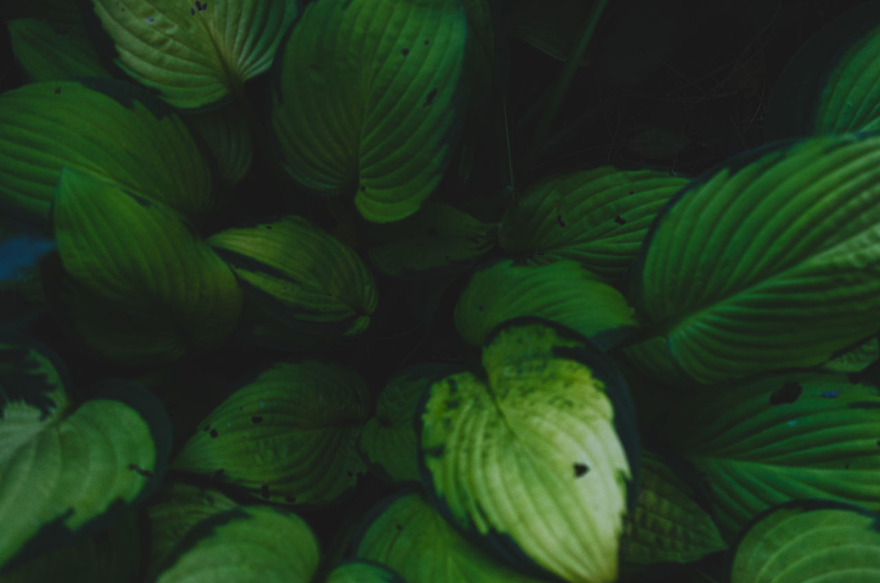 FULL FRAME SHOT OF FRESH GREEN PLANT