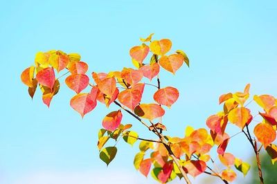 Low angle view of flowers against clear blue sky