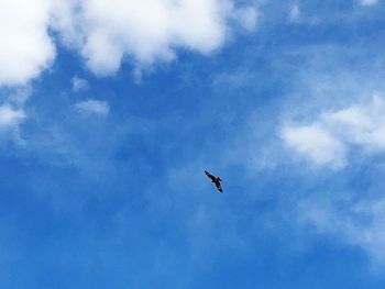 Low angle view of eagle flying in sky