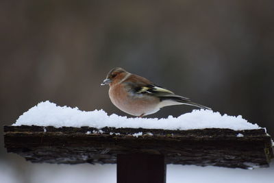 Bird perching on a snow