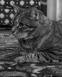 Close-up of a cat looking away