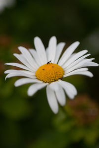 Close-up of white daisy flower