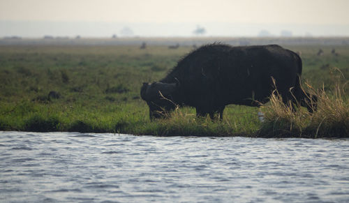 Buffalo in a field