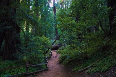 A walk in the woods i