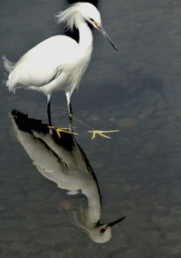 Close-up of bird perching on lake