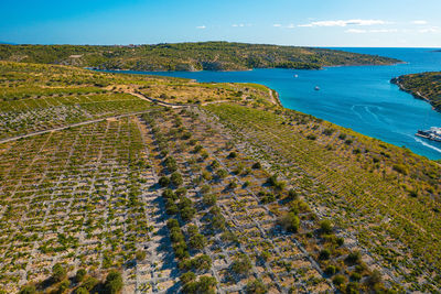 Vineyards with dry walls near primosten, adriatic sea, croatia