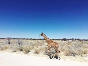 Giraffe standing on desert against clear blue sky