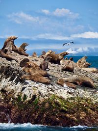 View of birds on rock against sky