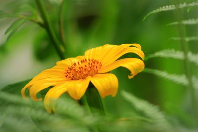Close-up of yellow flower blooming outdoors
