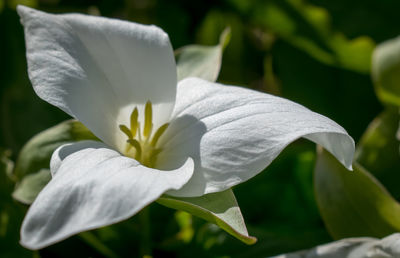 Close-up of white flowering plant