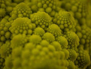 Full frame shot of romanesco broccoli