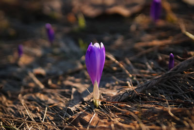 Crocus macro