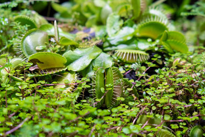 Plants are predators. insect catcher plant botanical garden. dionaea muscipula