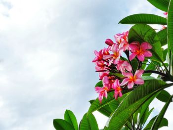 Close-up of pink flowering plant against sky