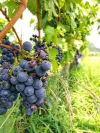 Close-up of grapes growing in vineyard